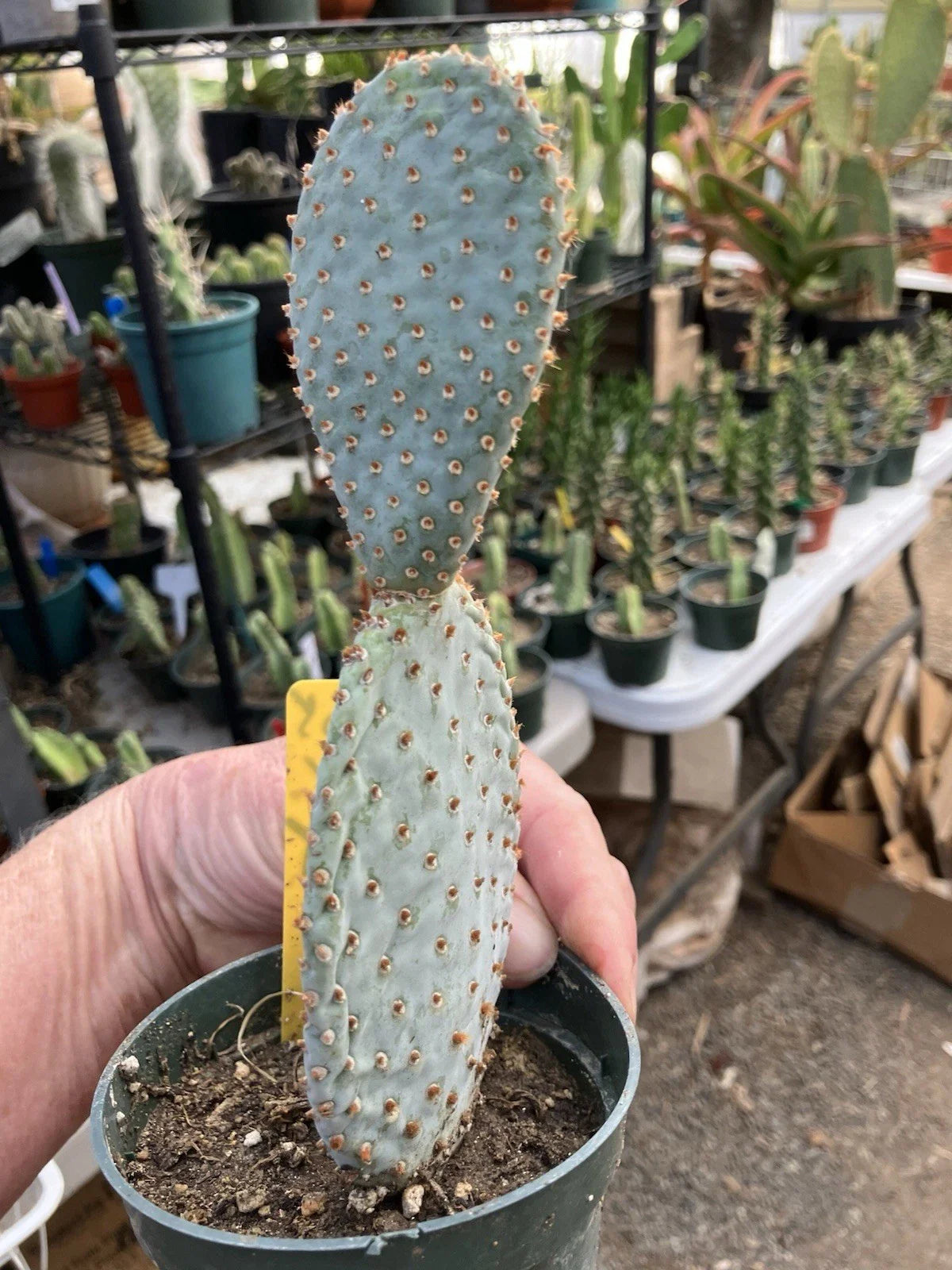 Beavertail Cactus Plant 7.5" Opuntia basilaris Succulent Desert Plant #05Y