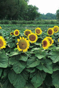 Dwarf Sunspot Sunflower Seeds 50 Count - Helianthus annuus - Exotic Flower for Garden Planting
