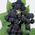 Jewel Black Raspberry Plant - Live Rooted Starter - Midseason Variety - Rubus idaeus