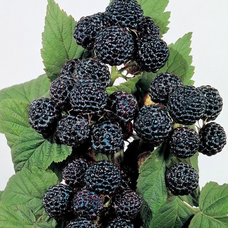 Jewel Black Raspberry Plant - Live Rooted Starter - Midseason Variety - Rubus idaeus