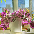 Unrooted Tradescantia Nanouk Cuttings 3”-4” Rare Pink Wandering Jew Houseplant - Ideal for Plant Lovers