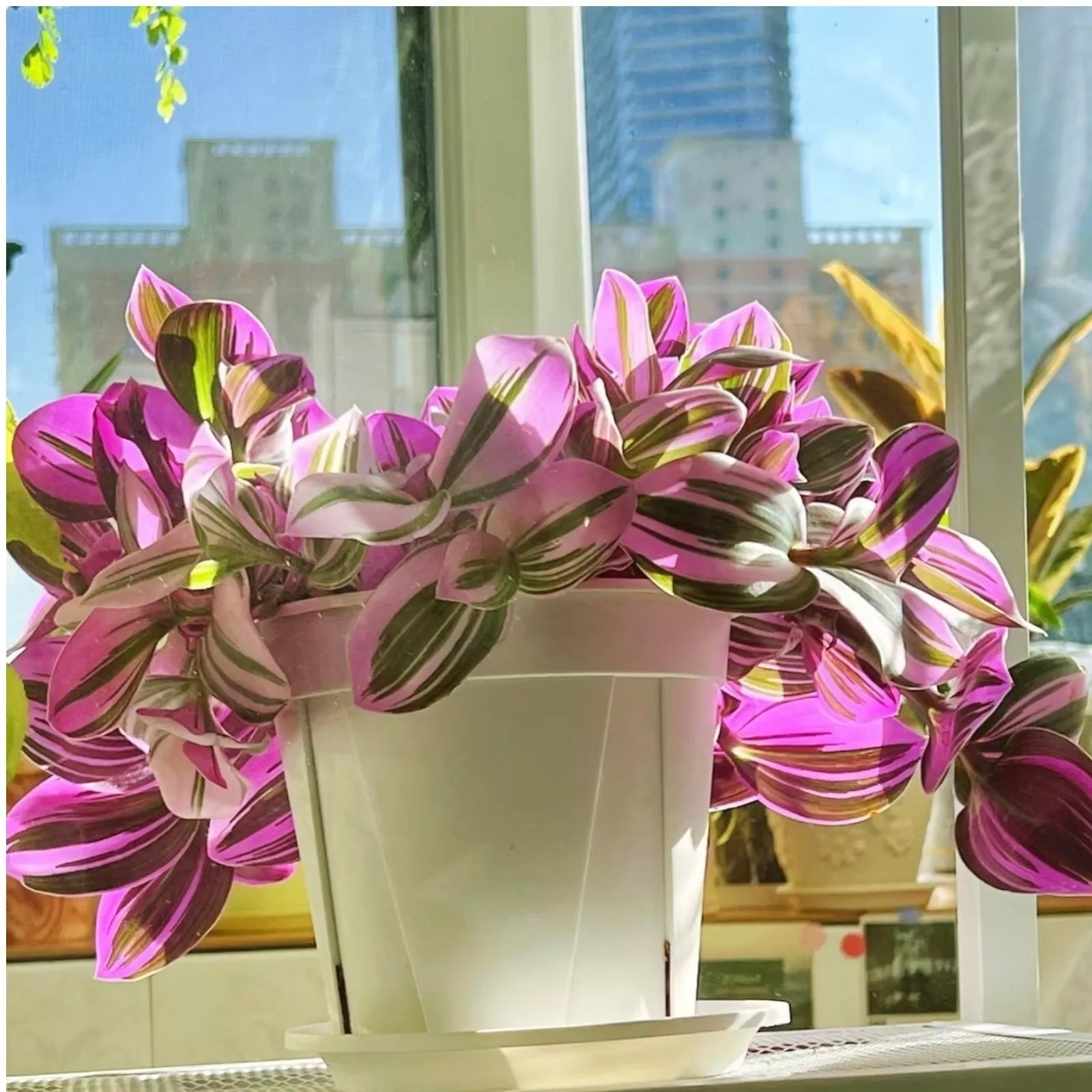 Unrooted Tradescantia Nanouk Cuttings 3”-4” Rare Pink Wandering Jew Houseplant - Ideal for Plant Lovers
