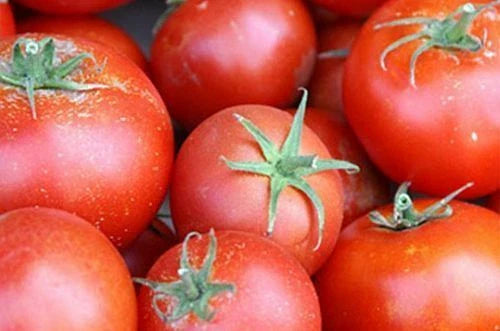Tomato Seeds - 5000 Seeds - Bonny Best Scarlet - Medium Red Slicer - Perfect for Canning & Fresh Use - (Solanum lycopersicum)