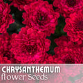 Chrysanthemum Seeds - Divine Charm Mum - 200 Annual Flower Seeds - Perfect for Gardens - Chrysanthemum morifolium