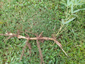 MOSO Live Bamboo Root 6pc Set, 5in+ - Phyllostachys edulis, Fast-Growing Bamboo, Ideal for Landscaping and Gardening