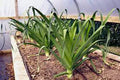 Leek Seeds, 25+ Heirloom American Flag, Crisp Sweet Flavor, Allium ampeloprasum