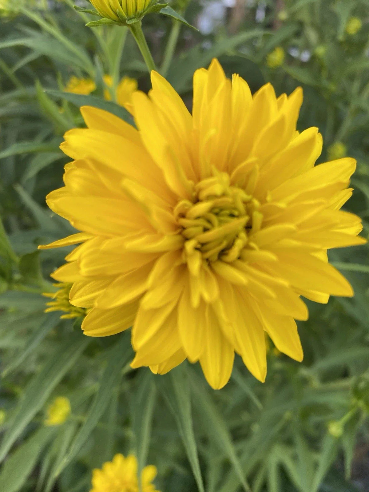 Golden Ball Rudbeckia Bare Roots - Echinacea Flowers - 5 Pack for Immediate Planting