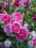 Rare Japanese Floribunda Rose Plant, 4" in Pot, Sheherazad 天方夜谭, Live Rose Variety