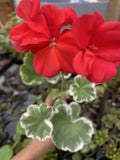 Horseshoe Geranium Plant - 1 Rooted Plant - Madame Languth Zonal Geranium (Pelargonium ‘Madame Languth’) - Bare Root