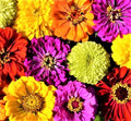 Confetti Zinnia Seed Mix - 100+ Non-GMO Seeds, Colorful Flower Variety, Ideal for Gardens - Zinnia elegans