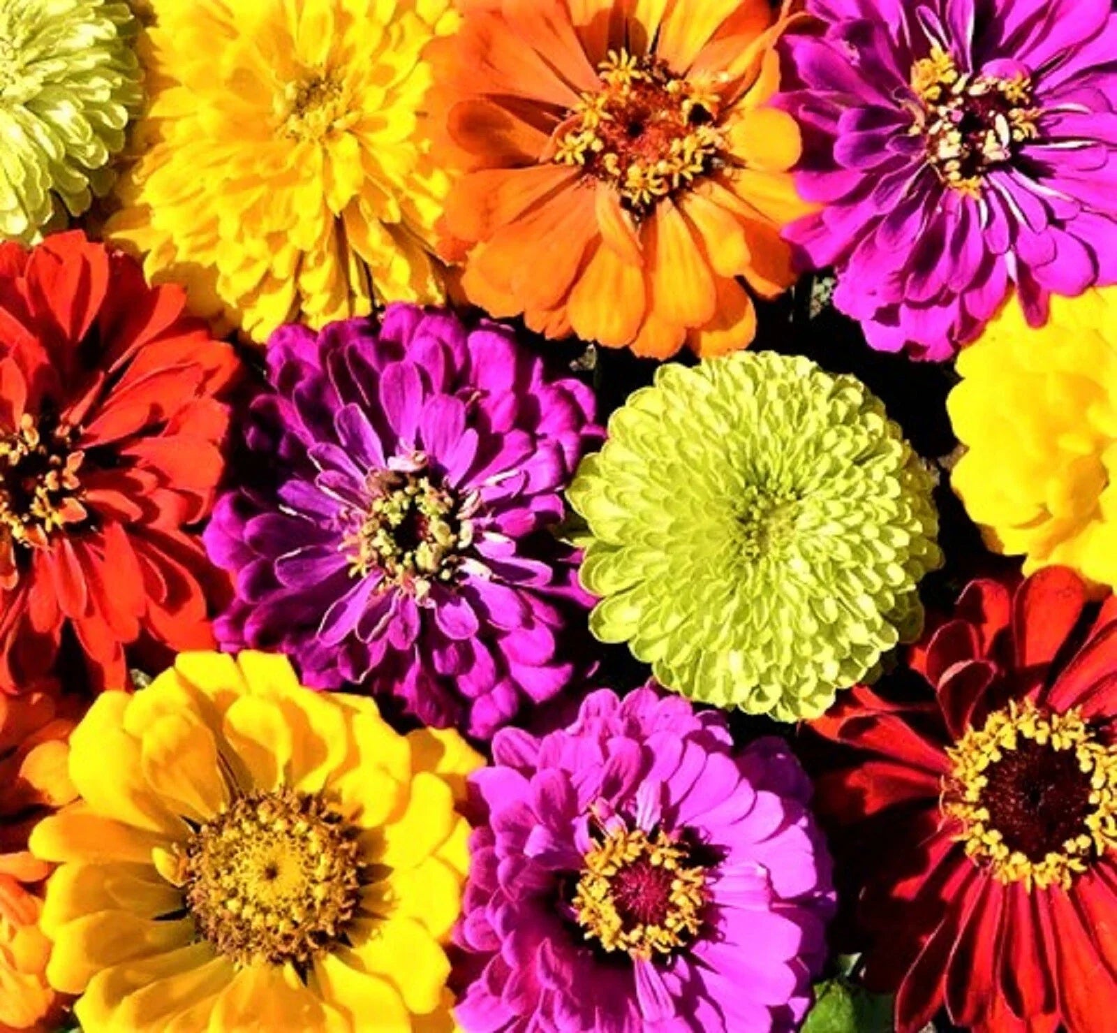 Confetti Zinnia Seed Mix - 100+ Non-GMO Seeds, Colorful Flower Variety, Ideal for Gardens - Zinnia elegans