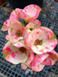 Crown of Thorns Cutting - Thai Hybrid Big Boy - Euphorbia milii Rooted Plant