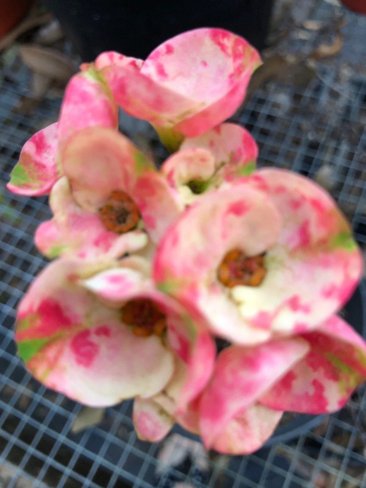 Crown of Thorns Cutting - Thai Hybrid Big Boy - Euphorbia milii Rooted Plant
