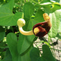 Creeping Dutchman's Pipe Vine Seeds - 20 Pack, Aristolochia debilis, Fast Growing, USA Seller