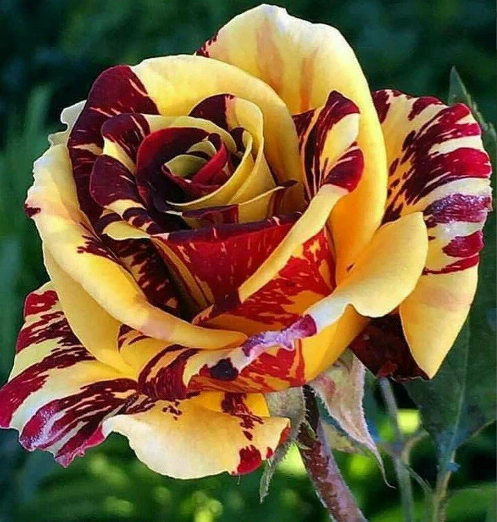 Yellow Red Rose Seeds - 10 Perennial Flowering Seeds for Blooming Shrub - Rosa spp.