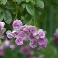 Heirloom Seven Sisters Rose Bushes 2 Live Plants Pink Climbing Rosa Multiflora