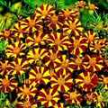 Court Jester Marigold Seeds - 25+ Pack for Garden Planting - Tagetes patula - USA