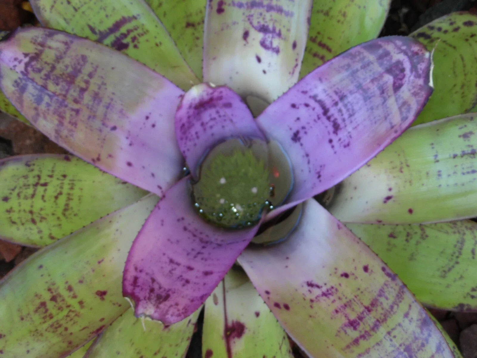 Neoregelia CONCENTRICA Bromeliad Plant *BIG* - Tropical Indoor Houseplant, Colorful Foliage, Easy Care Tropical Plant