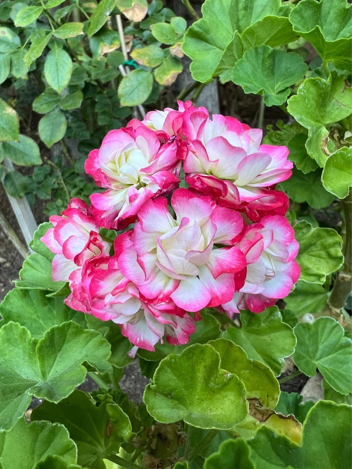 Geranium Cuttings - 3 Fresh Double White with Pink Edges Pelargonium Cuttings