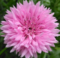 Pink Cornflower Seeds 200+ Tall Pink Bachelor Button Wildflower Seeds (Centaurea cyanus) - Free Shipping