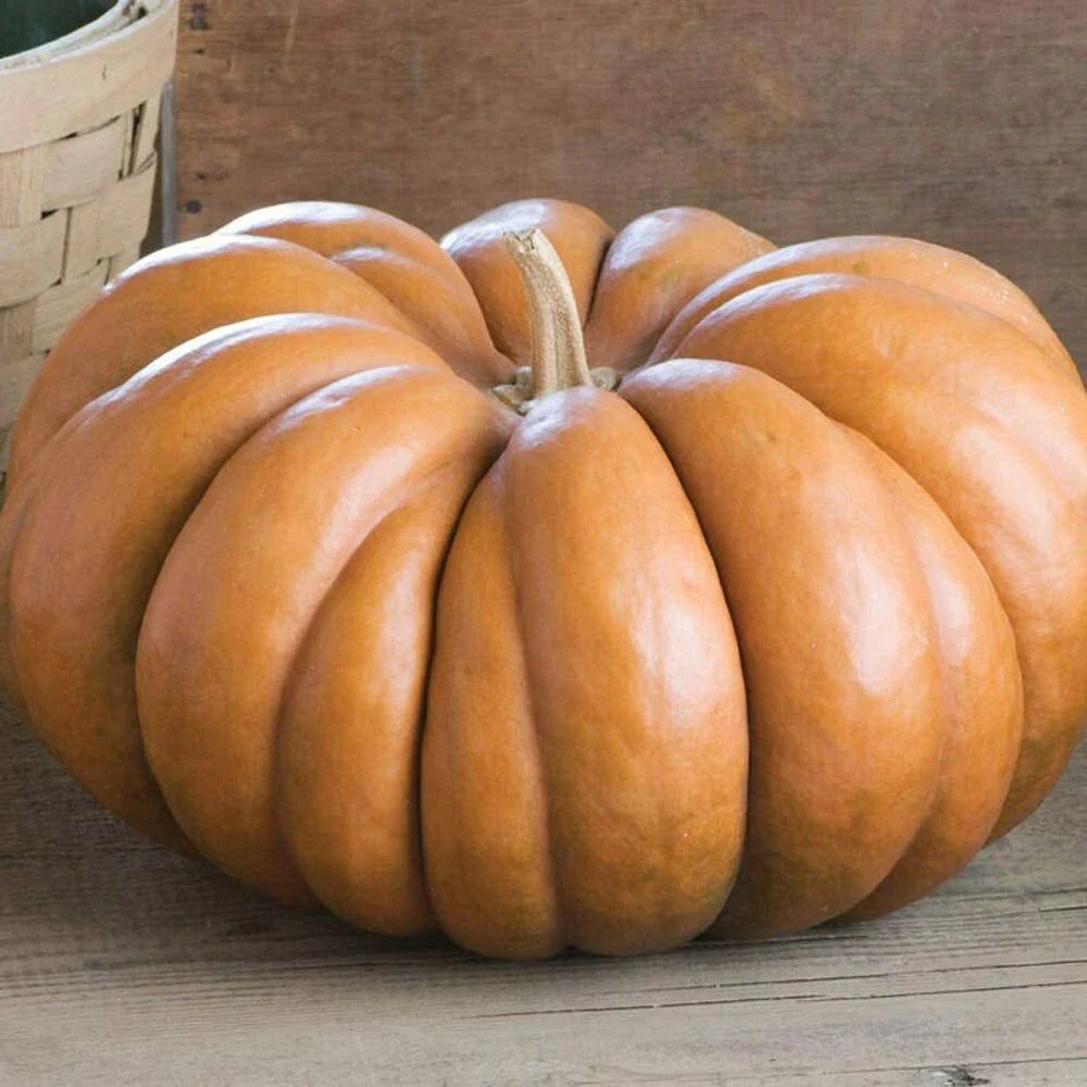 Fairytale Pumpkin Seeds | Heirloom Musquee de Provence | Organic Vegetable Seeds | Free Shipping