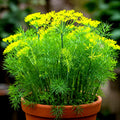 Dill Seeds - 800+ Count - Non-GMO Heirloom - Perfect for Autumn Herb Vegetable Garden - Anethum graveolens