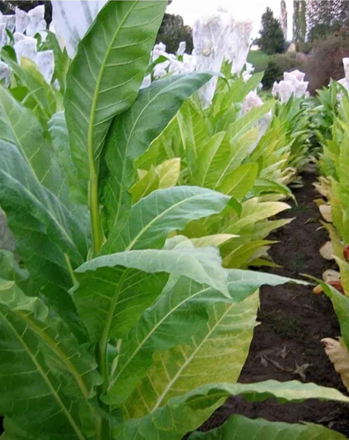 Golden Burley Tobacco Seeds - 100 Heirloom Organic Nicotiana Tabacum for Chewing - TX USA Grown