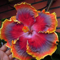 Small Tropical Hibiscus Starter Plant - NIGHT RUNNER - Rooted, Bare Root - Hibiscus rosa-sinensis