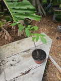 Gonatopus boivinii Giraffe's Knees Aroid Plant - Unusual Tuberous 4" Pot - Araceae