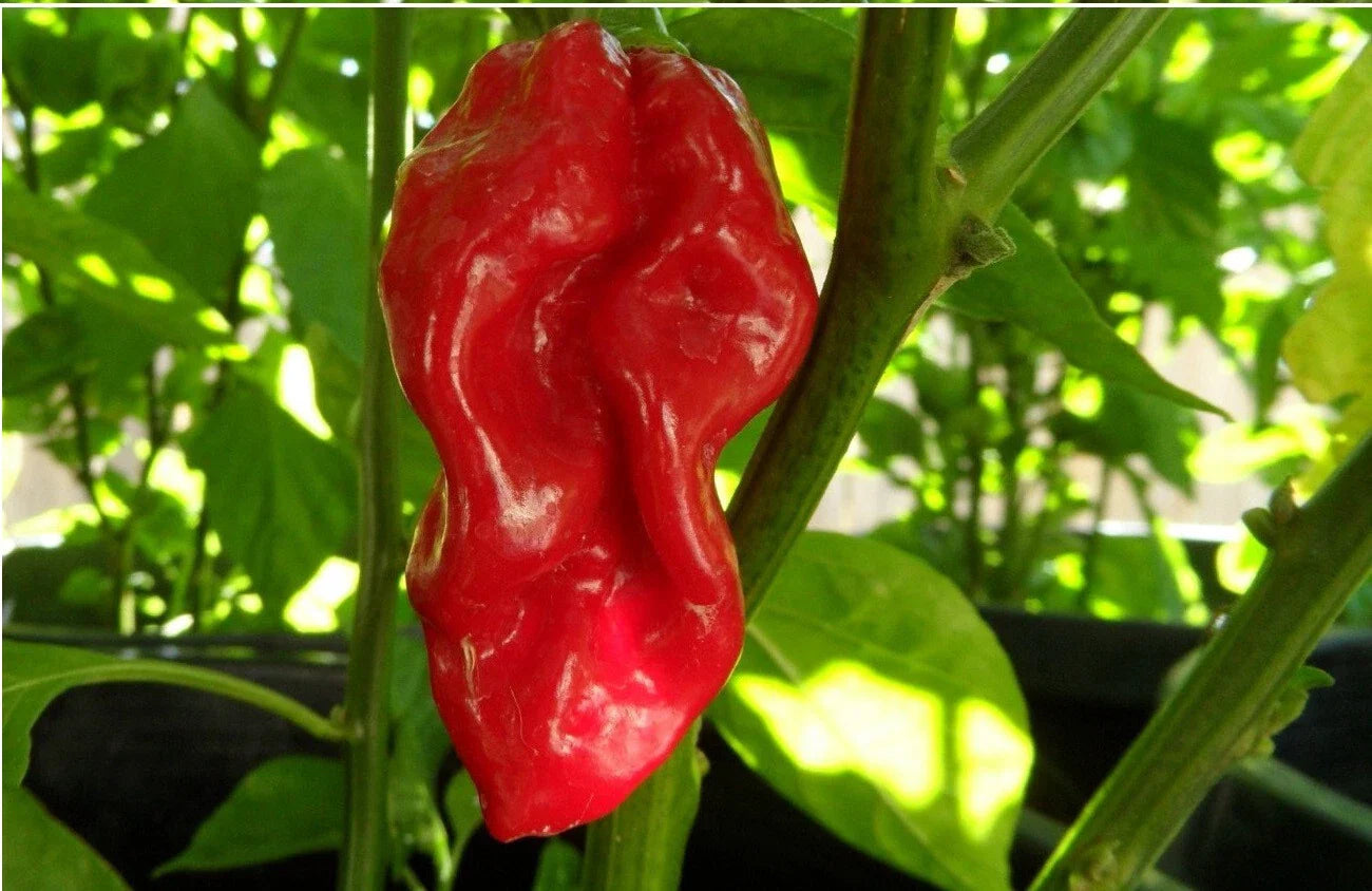 Red Devils Tongue Hot Pepper Seeds - Extreme Rare Heirloom Chile - Capsicum chinense