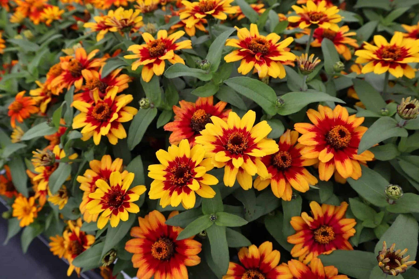Profusion Red-Yellow Bicolor Zinnia Seeds - 100+ Count - Zinnia elegans - USA Grown, Non-GMO, Easy to Grow Garden Flowers