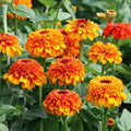 Zinderella Orange Zinnia Seeds - 100+ Pack for Garden Planting - Zinnia elegans - USA Grown - Free Shipping
