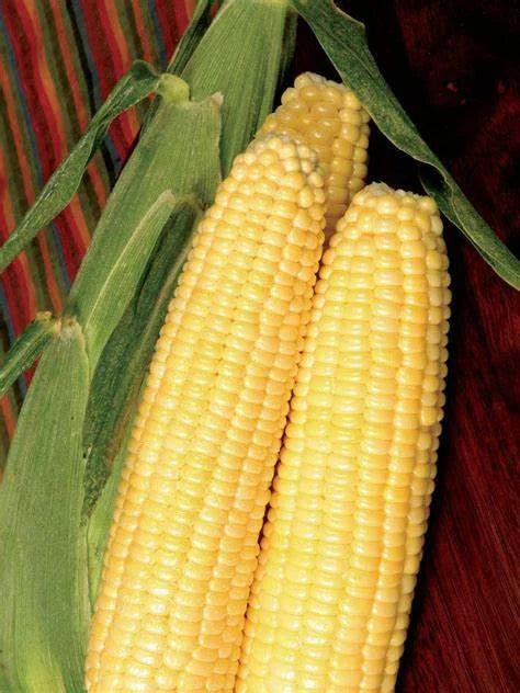 Sweet Corn Seeds - Honey Select Variety - Fresh Non-GMO Seed - Zea mays