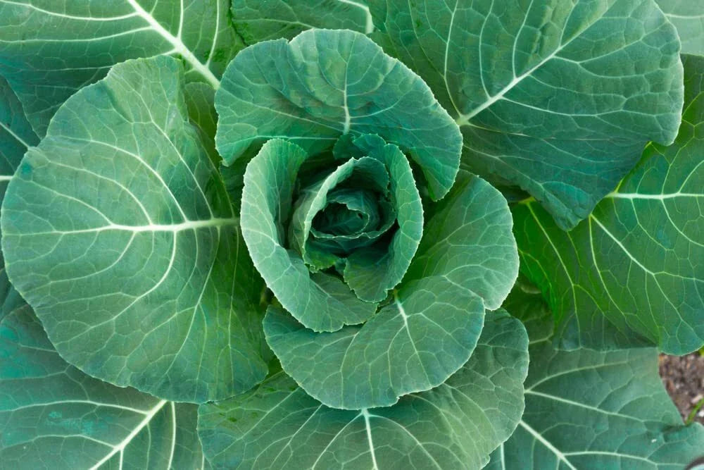Collard Green Seeds - 100 Georgia Seeds - High Yield, Great Flavor - Brassica oleracea var. viridis