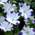 Five Spot Seeds - 125 Unusual Eye-Catching Purple Flower Seeds - Nemophila maculata - GroCo