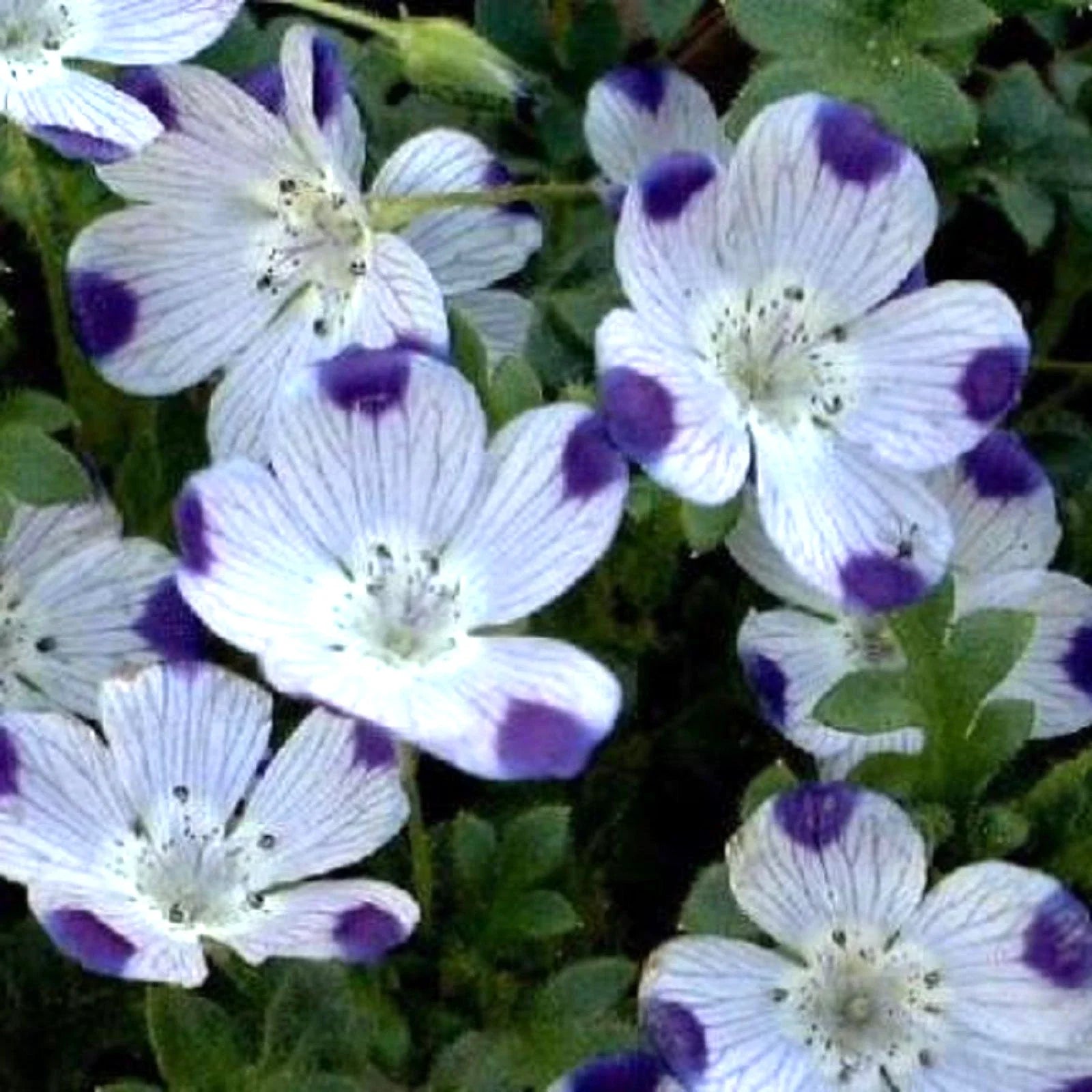 Five Spot Seeds - 125 Unusual Eye-Catching Purple Flower Seeds - Nemophila maculata - GroCo