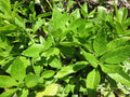 Longevity Spinach Cuttings - 10 Fresh Unrooted Gynura Procumbens for Home Gardening