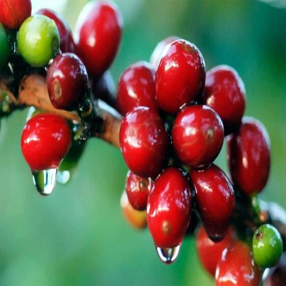 Coffea arabica Seeds - 20 Tropical Exotic Coffee Bean Indoor House Plant - Rare Variety