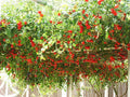 Tomato Seeds 35 Count - Trip L Crop Italian Tree Vine - Solanum lycopersicum - Free Shipping on 15 Packs