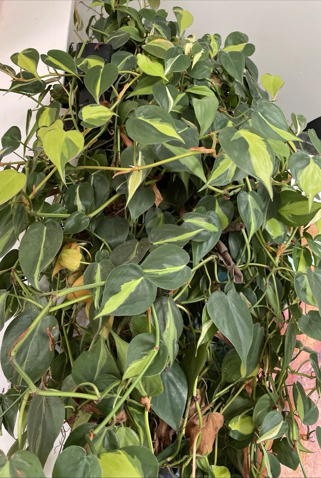 Philodendron Hederaceum 'BRASIL' Variegated Trailing Houseplant Cuttings - 4 Stem Cuttings for Propagation
