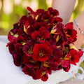 Dwarf Black Velvet Nasturtium Seeds - 50+ Pack - Edible Flower - Tropaeolum majus - Fast Shipping USA