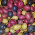 Organic Potato Tubers - Purple Gold Variety - Non-GMO Seed Potatoes for Planting