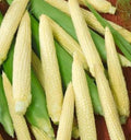 Corn Seeds - 25+ Seeds - Japanese Hulless White Popcorn - Non-GMO, Zea mays everta