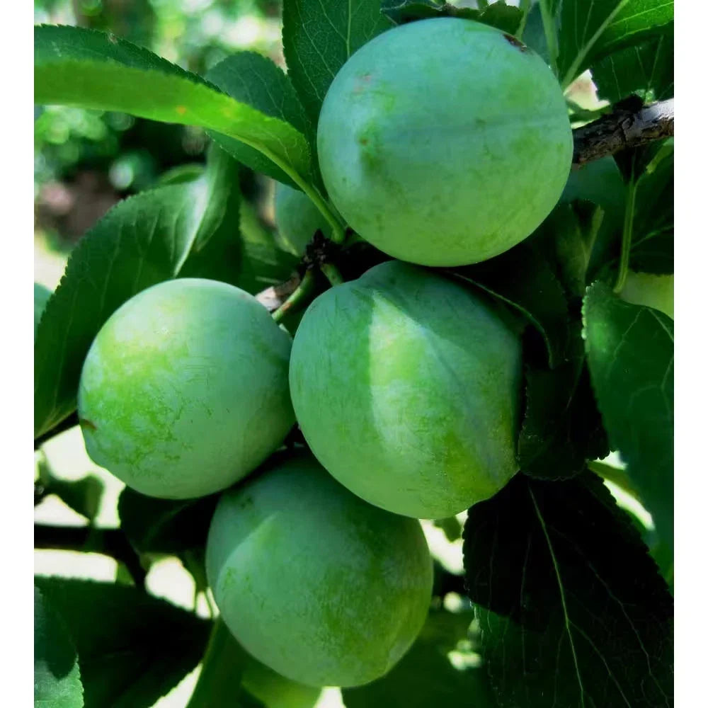 Dwarf Green Gage Plum Tree - Bare Root - 3-4 Ft - Rare Green Dessert Plum - Prunus domestica