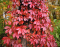 Virginia Creeper Seeds - 30 Pack - Parthenocissus quinquefolia - Fast-Growing Climbing Plant for Garden and Landscape