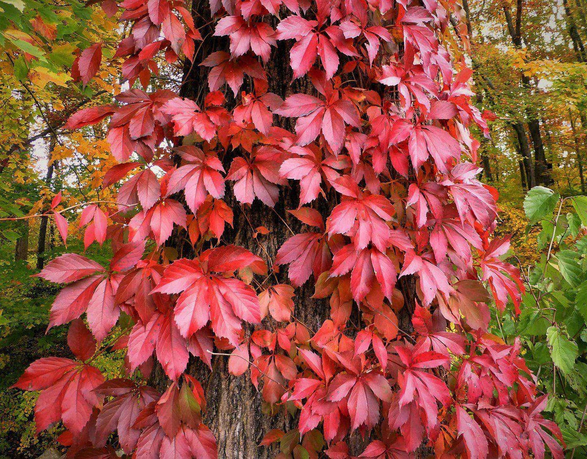 Virginia Creeper Seeds - 30 Pack - Parthenocissus quinquefolia - Fast-Growing Climbing Plant for Garden and Landscape