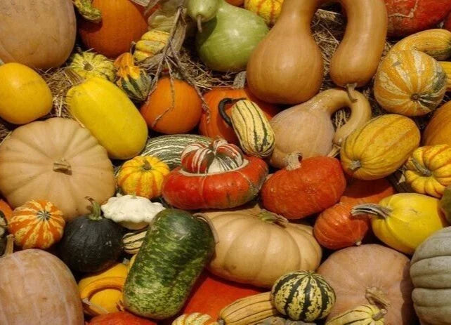 Organic Heirloom Squash Seed Collection, 19 Packs, Primo Variety, Cucurbita pepo, Non-GMO