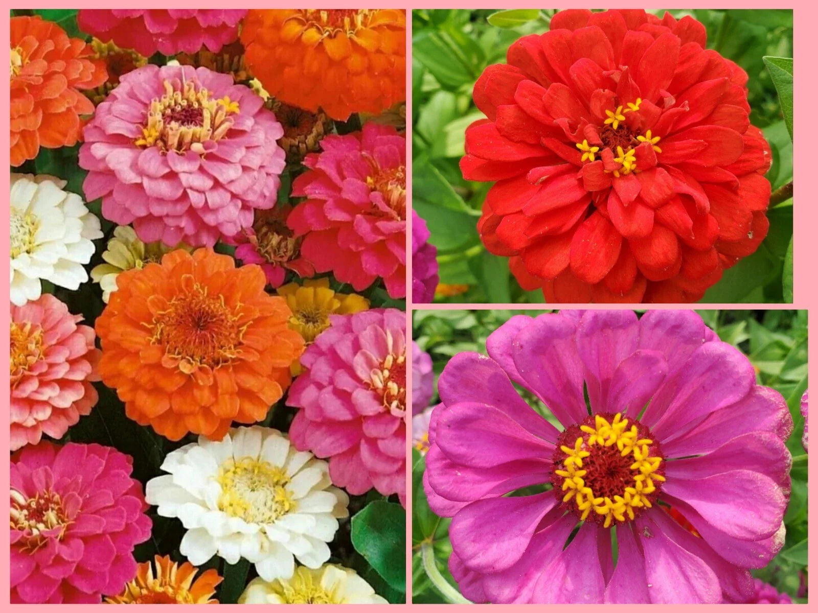 Giant Double Zinnia Flower Seeds - 60+ Non-GMO Fresh Annual Seeds - Colorful Garden Blooms