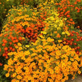Signet Marigold Seeds STARFIRE MIX 200 Non-GMO Cutting Garden Flowers (Tagetes tenuifolia)