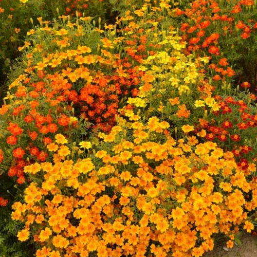 Signet Marigold Seeds STARFIRE MIX 200 Non-GMO Cutting Garden Flowers (Tagetes tenuifolia)